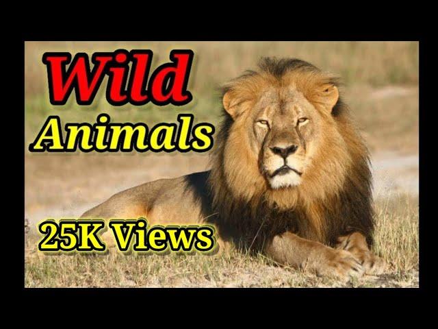 Wild Animals | Class 2 EVS: Wild Animals | Wild animal for kids - English