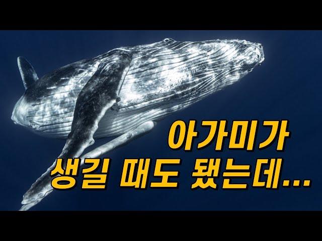 고래에겐 왜 아가미가 진화하지 않았을까?｜물에 산 지 4,800만 년이나 됐는데...