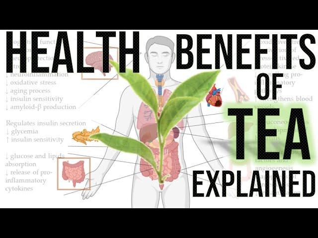 The Health Benefits of Tea: How Tea Drinking Supports Brain Health, Gut Health, and Fat Metabolism