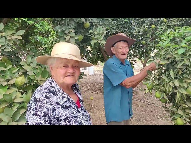 colheita de laranja com seu Manoelzinho e dona Alzira programa sertão mamoeiro e reporter matuto.