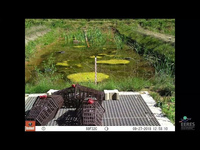 Time-laps video of initial pond ecosystem development