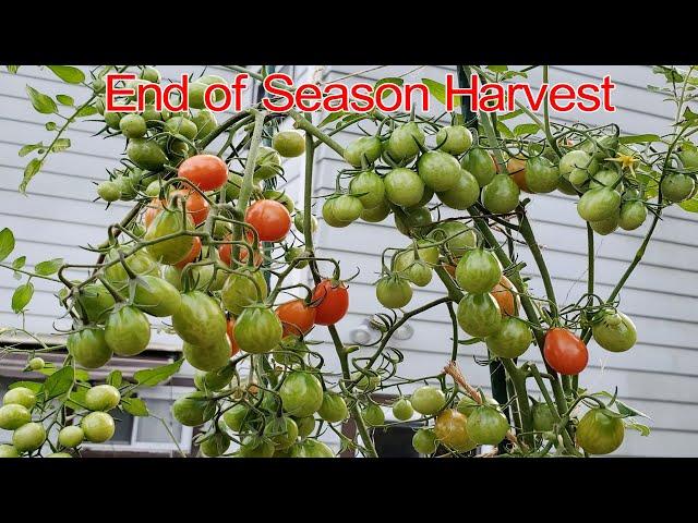 End of Season Tomato Harvest | NJ and TX Garden