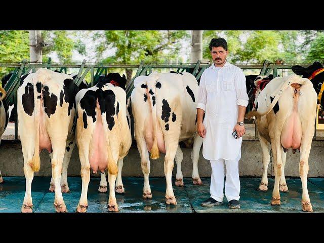  Modern Farming in Punjab || Special Breed for sale with Generation background || Gurwinder Dairy