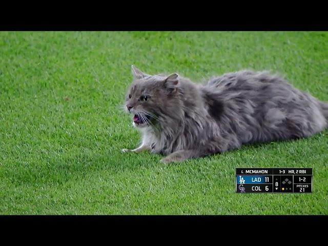 Cat on the field! (Feline holds up game, becomes friends with Cody Bellinger)