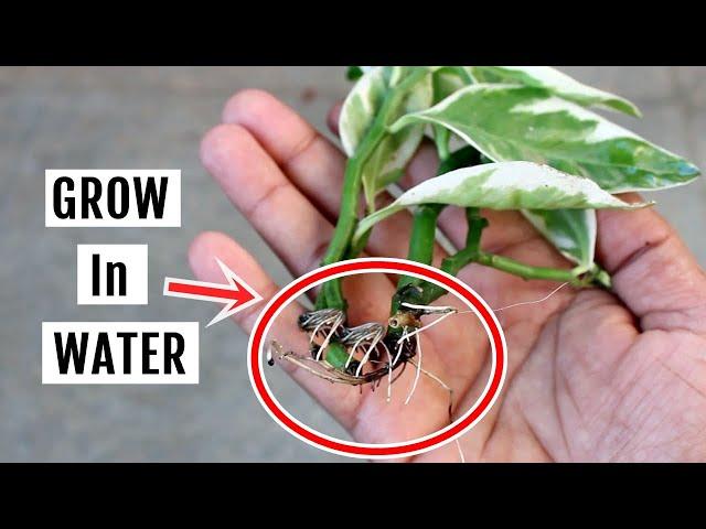 Grow Devil's Backbone from Cuttings in WATER