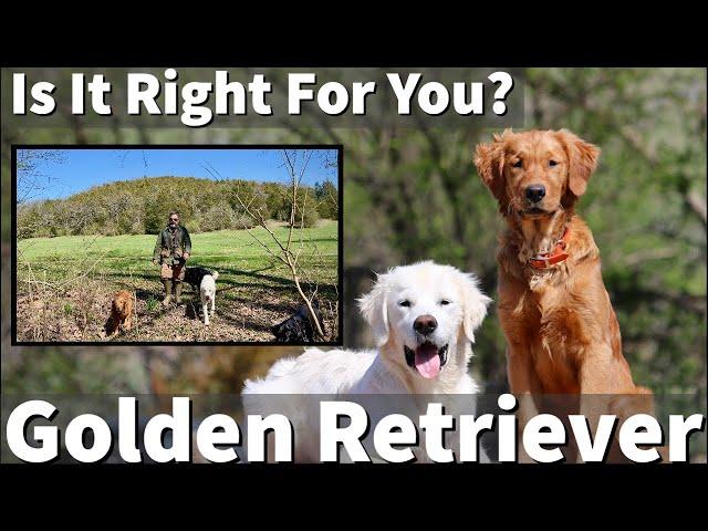 Golden Retriever - Is It Right For You?