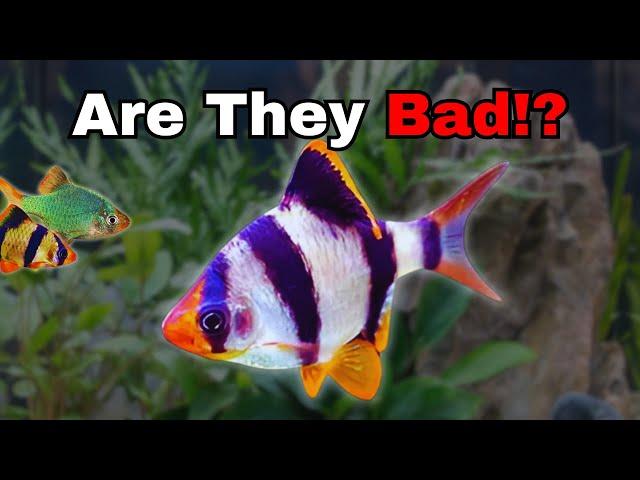 The Most CONTROVERSIAL Aquarium Fish