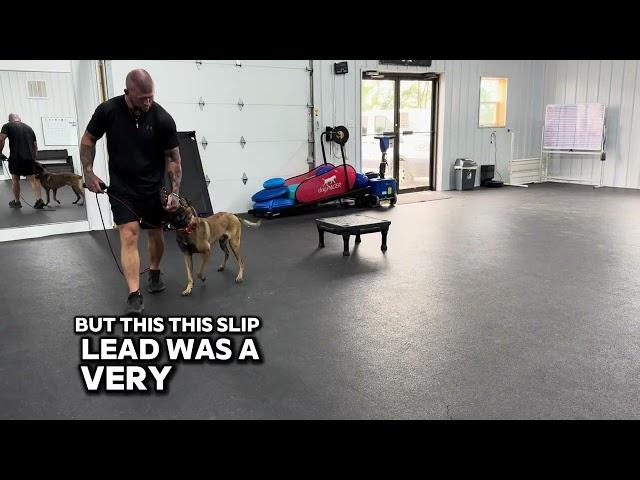 13 Month Old Aggressive Malinois Full Session