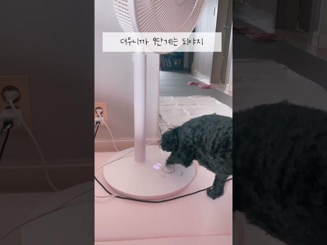 선풍기는 9단계지 !? #shorts