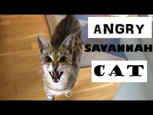 ANGRY Savannah cat