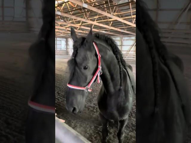 Julius arrives!  #friesian #friesianhorse #horse @FriesianHorses #horses #horsestable #horselover