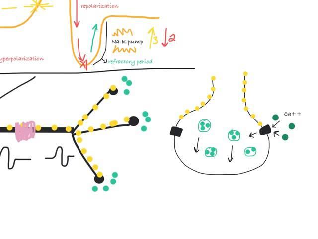 What are neurons and how do they communicate? Biological Basis of Behaviour