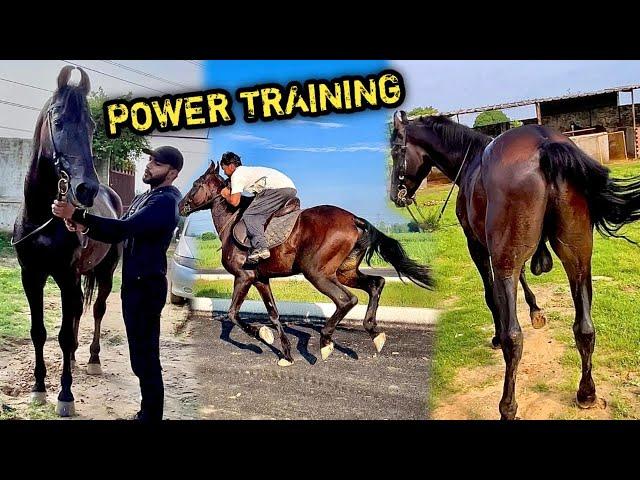 RIDER Ne NEW stallion Ki Power Training Shuru Krdi 