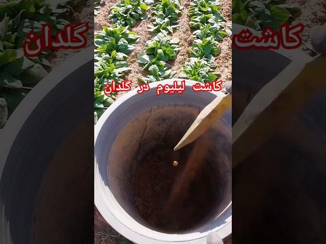 یکی از خوش بو ترین جذابترین وزیباترین گلی که بتونید تو گلدان،باغ و باغچتون بکارید لیلیوم هست#shorts