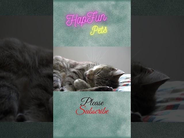 Lovely Sleeping Style Of Cute  Cat | Awesome Cat | #HapFun Pets | #Shorts