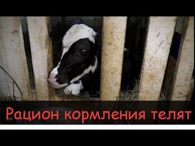 Кормление телят с 0до6 месяцев/Рацион,состав комбикорма/Feeding calves from birth to 6 months,ration