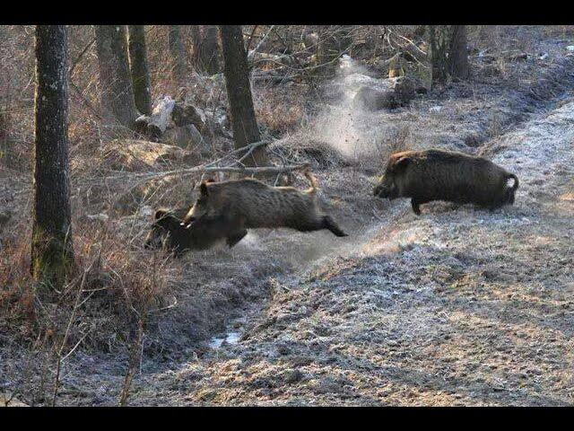 Wild Boar Hunting,Wildsau Jagd Extreme