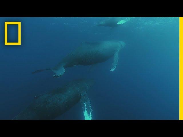 Humpback Whale Migration | Shark vs Whale