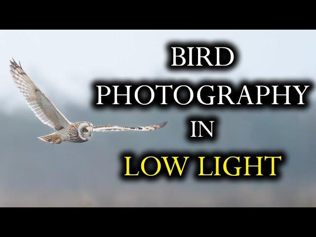 3 Secrets to Stunning Birds in Flight Photos in Low Light