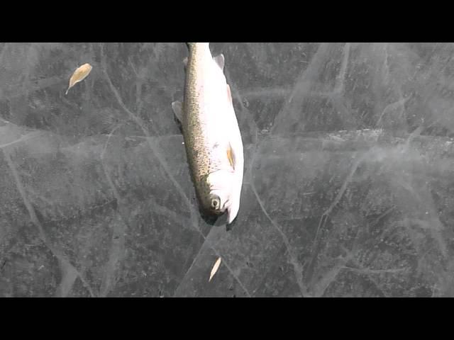 Mutated Rainbow Trout