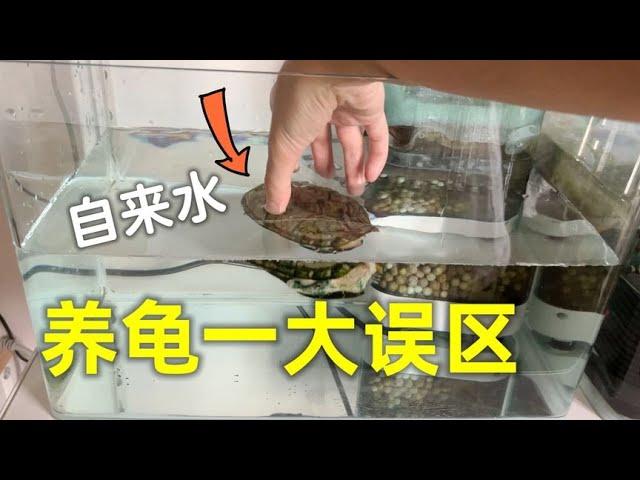 居然有人用自来水养龟？那龟还能要吗