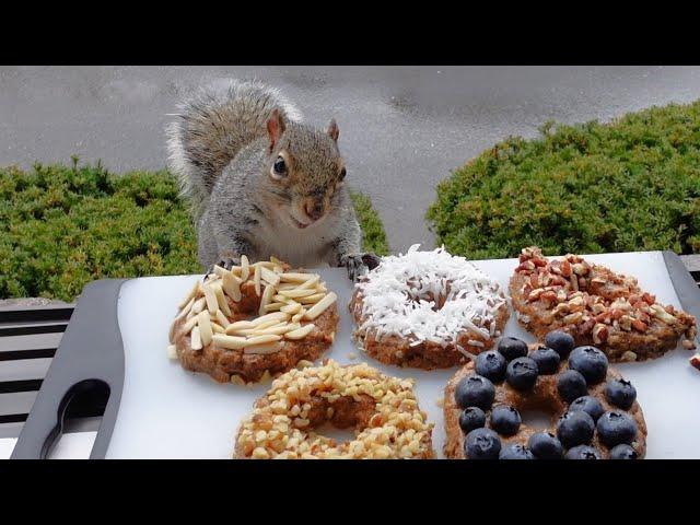 Squirrels' reactions to doughNUTS