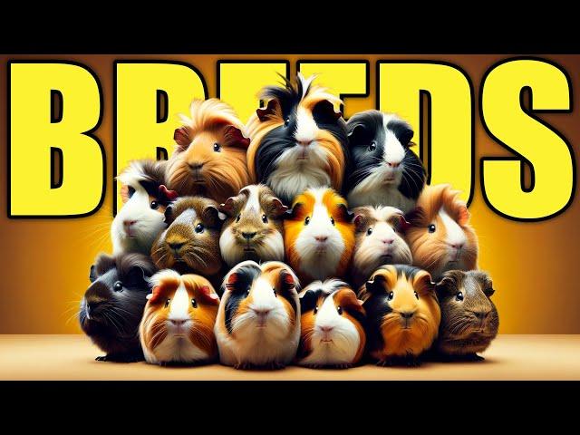 10 Best Guinea Pig Breeds To Keep as Pet!