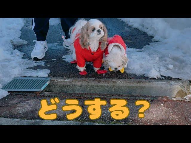 【シーズー】突然現れた穴に戸惑う愛犬がかわいい