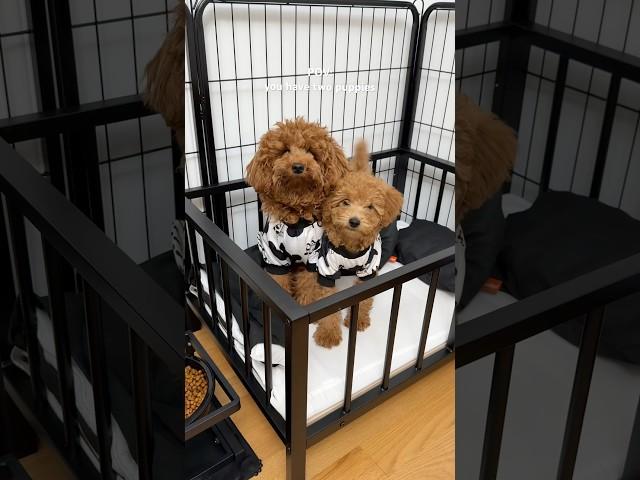 2 puppies’ apartment upgrade  #puppy #asmrsounds #poodle #dog #cutedog #funnydog #shorts