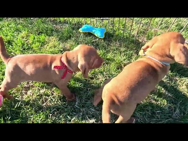 5 Week old Vizsla puppy training fun in the sun