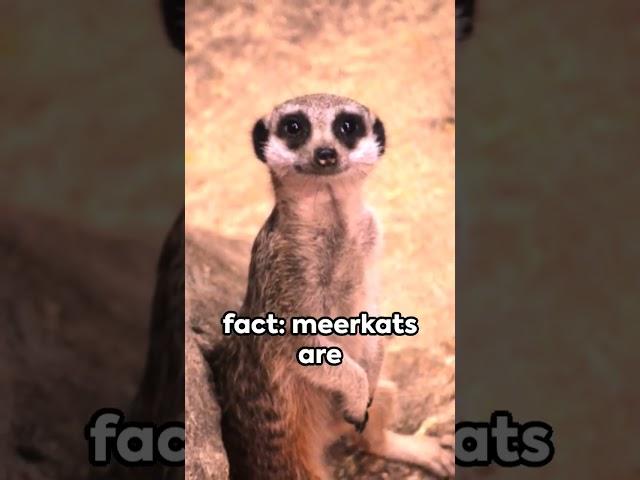 Meerkat Facts #meerkat #animals #kidsvideo #nature #learning