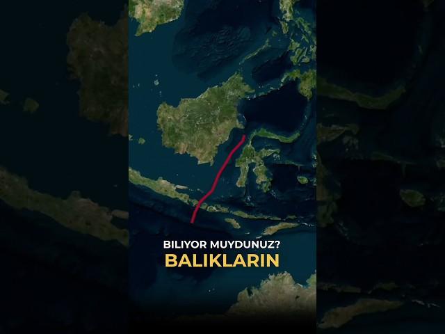 Wallace Çizgisi kelimenin tam anlamıyla iki dünya arasındaki bir sınırdır.