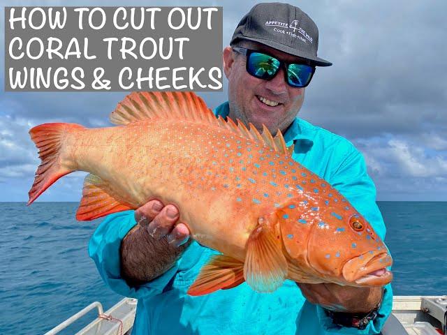 HOW TO CUT OUT CORAL TROUT WINGS & CHEEKS (fish collars fish throats)