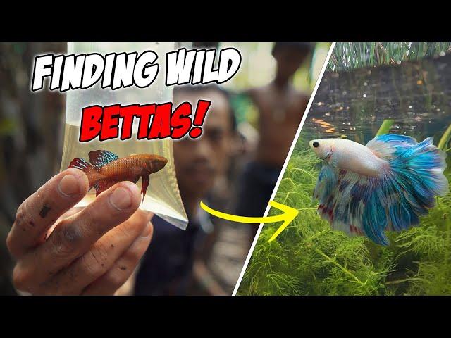 Revealing the Life of Betta Fish in Their Natural Habitat