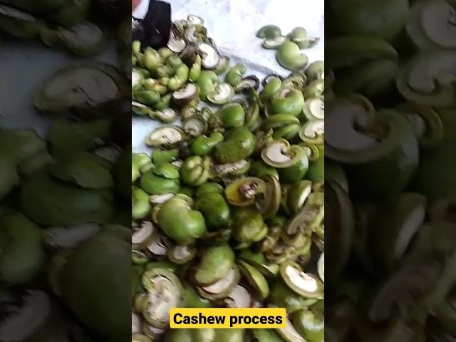 Cashew nut processing || kaju ||kaju factory. Raw/wet cashew nuts #kaju #cashewnut
