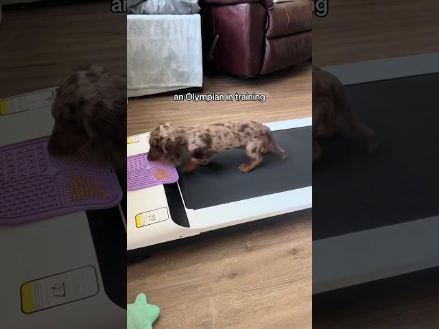 I thought I was getting a dachshund…