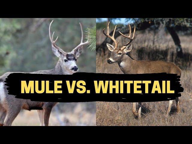 MULE DEER VS. WHITETAIL DEER | Where To Find & How to Hunt
