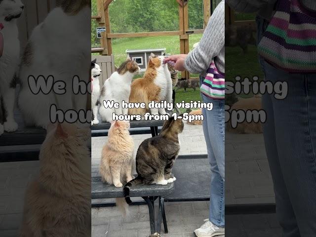 Calling a cat lovers!  #catloversdream #catlovers #faribault #minnesota