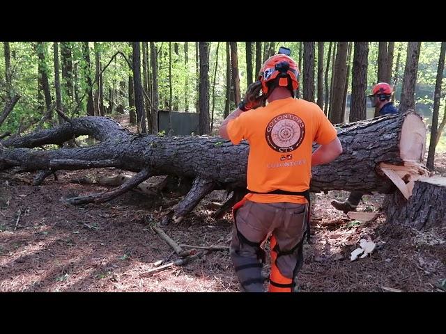 Another really bad tree hits the ground