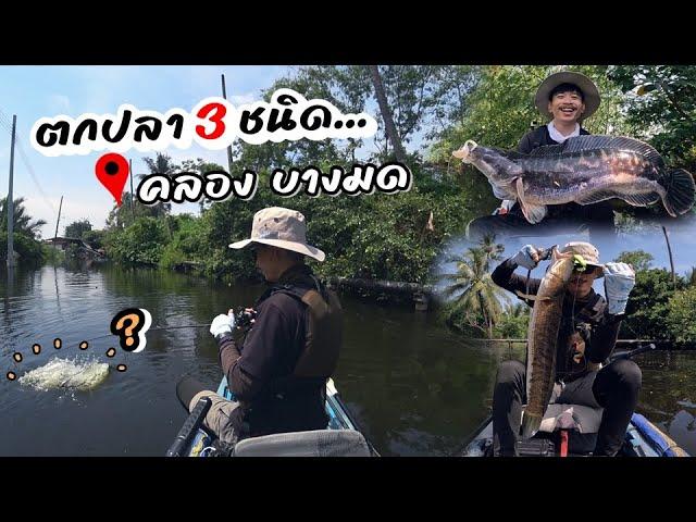 เตะก้านคอ ลุยตกปลา 3ชนิด ที่ กรุงเทพฯ.... | Kayak Fishing