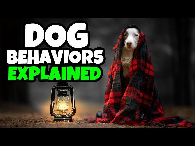 10 Weird Dog Behaviors Explained