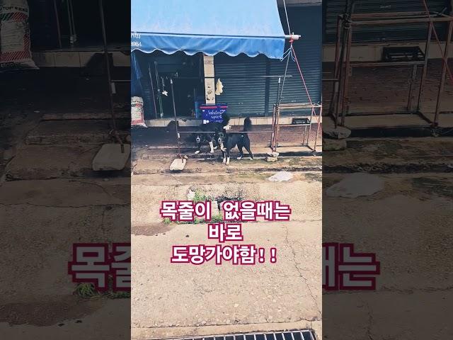 무서운 형제들!     #태국#travel #강아지