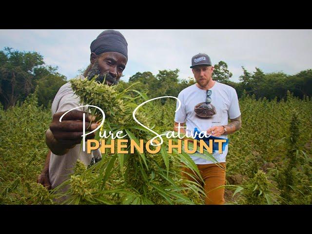 Pure Sativa Landrace preservation and Pheno hunt with Rastafari Church in Antigua | Humboldt Seed Co