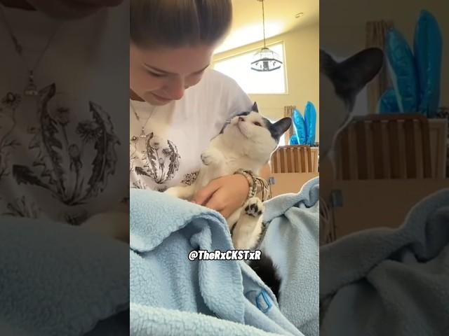 Best Cat Reaction Ever! - RxCKSTxR Comedy Voiceover
