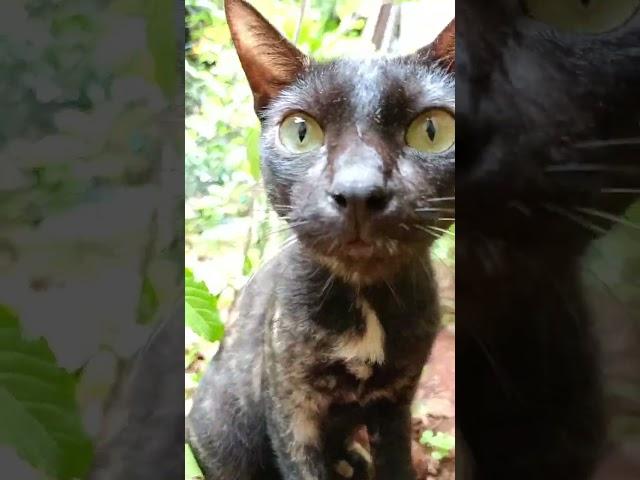 Cute blacky cat #cat #cats #shorts