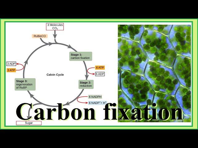 carbon fixation