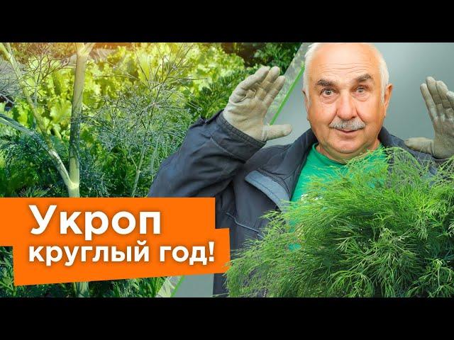 УКРОП ВЗОЙДЕТ ЩЕТКОЙ! Посейте так укроп, и быстрые всходы гарантированы!