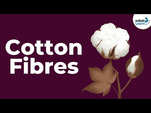 Cotton Fibres | Fibre to Fabrics | Don't Memorise