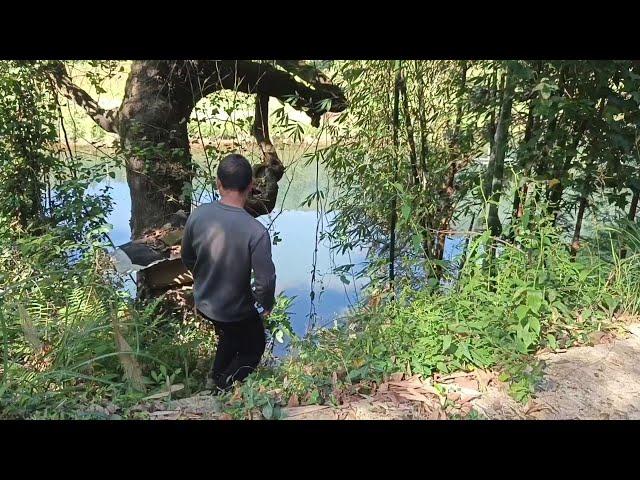 Xiao Ceng accompanied Lao Luo to the river to watch fish. He found a lot of chestnuts on the side o