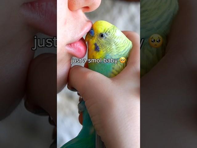 My bird got 3 modes...